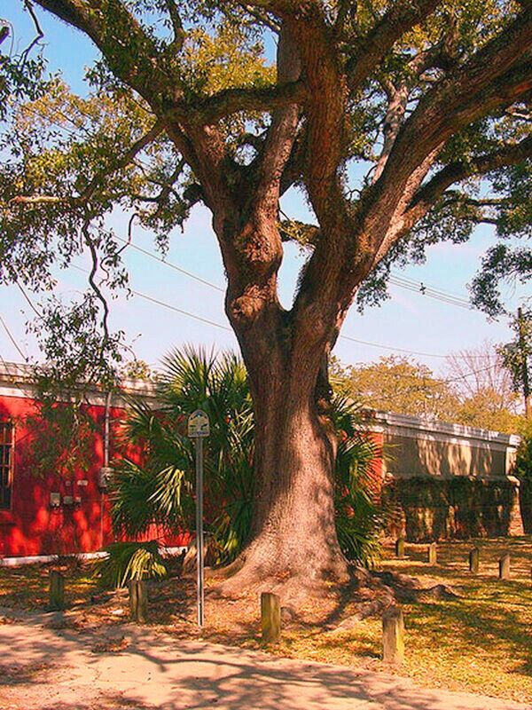 A majestic oak tree is positioned before a red building, located in the haunted Boyington Oak Cemetery in Mobile.