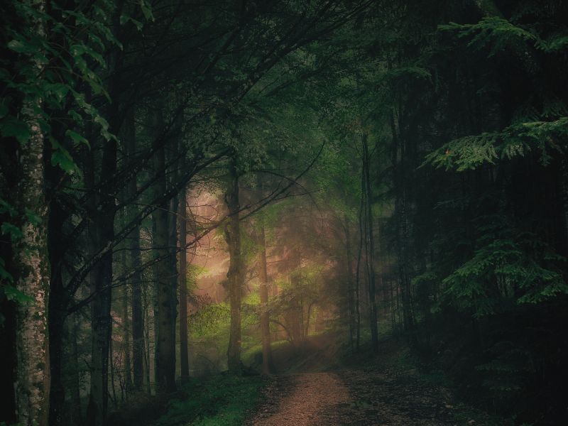A shadowy forest path illuminated by soft light filtering through the trees, evoking a haunting atmosphere on haunted Jack Cole Road in Alabama.