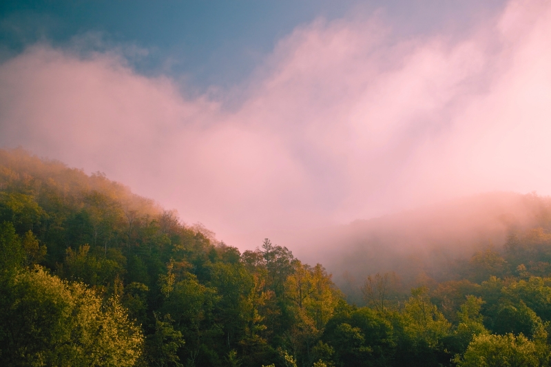 A misty forest landscape showcasing trees and fog, capturing the enchanting atmosphere of the Ozark Mountains.