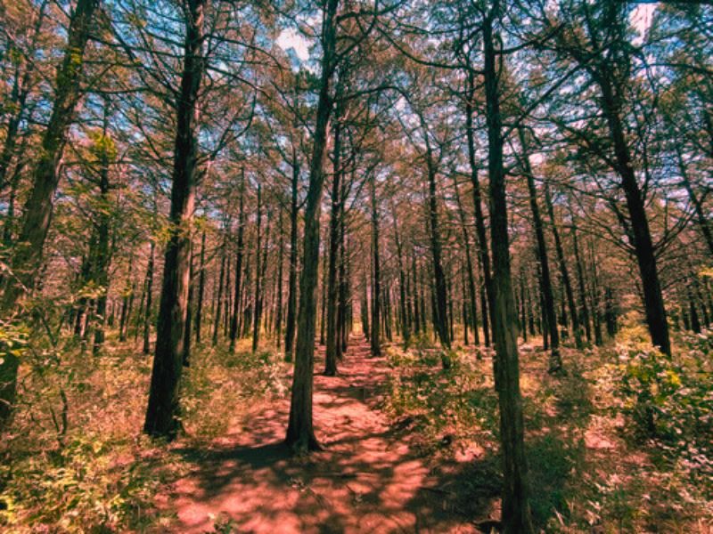 A winding path through a dense pine forest in Parallel Forest, known as one of the most haunted places in Oklahoma.